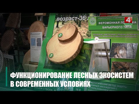 95-летие отметил Институт леса НАН Беларуси