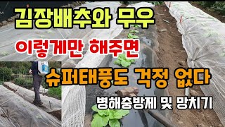 김장배추와 무우 이렇게하면 슈퍼태풍도 걱정 없다 배추병해충 및 망치기 텃밭농사 태풍난마돌 대비하기