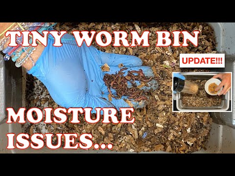 Tiny Worm Bin Still Too Dry! + Mite Time Lapse | Vermicompost Worm Farm