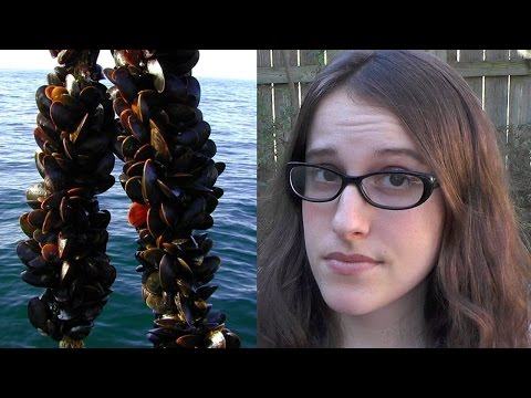 Are Bivalves Vegan? Specifically Oysters and Mussels?