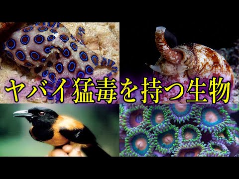 【ゆっくり解説】世界の猛毒生物ランキング！