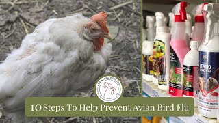 10 Steps To Help Prevent Avian Bird Flu In Your Chickens