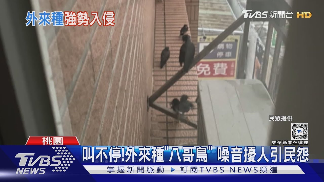 叫不停!外來種「八哥鳥」 噪音擾人引民怨