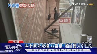 [情報] 叫不停!外來種「八哥鳥」 噪音擾人引民怨
