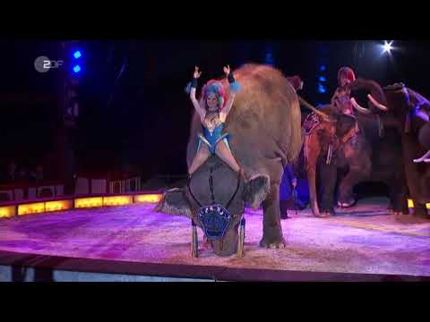 Stuttgart verbietet Wildtiere im Zirkus ZDF heute - in Deutschland