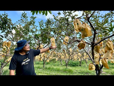 Top Tips for Successful Custard Apple Fruit (Atis) Management: Boost Your Harvest!