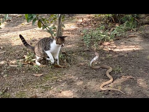 KING COBRA VS KUCING