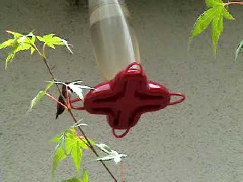 Hummingbird protecting hummingbird feeder.