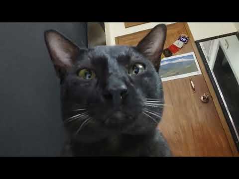 Just me annoying my cat! 😂 haha he looks super serious 😂👻