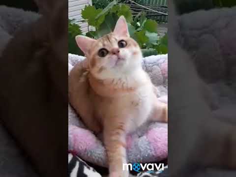 IGNAT GARDENIA GOLD (Игнат)