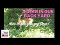 Unexpected Visitor Our Backyard Encounter With A Beautiful Wild Deer