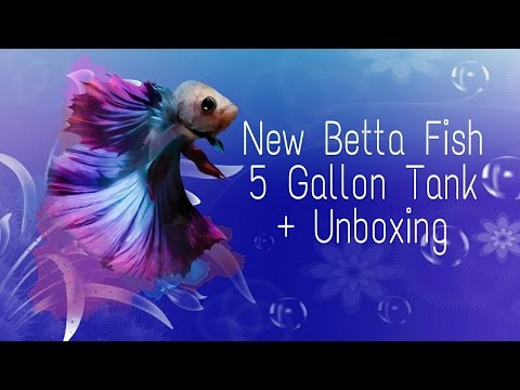 New betta fish 5 gallon tank + unboxing