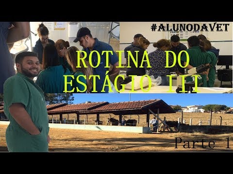 ROTINA DE ESTÁGIO 3 - PARTE 1 | MEDICINA VETERINÁRIA | #estagio3 #19
