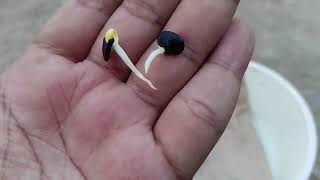 অপরাজিতা বীজ থেকে চারা তৈরি ও চাড়া থেকে বড় অপরাজিতা গাছে ফুল ফোটা পর্যন্ত