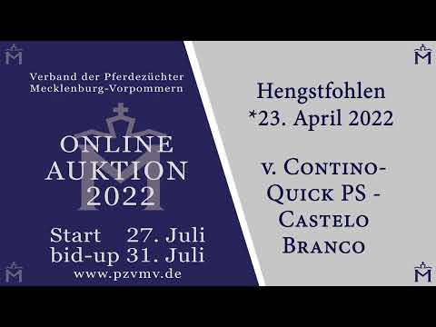 Nr. 2 Hengst v. Contino Quick PS/Castelo Branco/Syphir