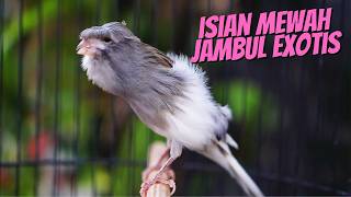 Download lagu KENARI ISIAN MEWAH JAMBUL EXOTIS - MASTERAN KENARI ISIAN BLACKTHROAT GACOR MUDAH DITIRU mp3