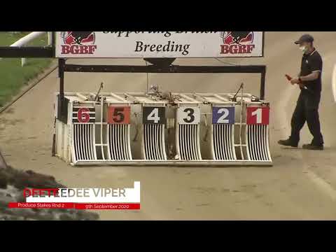 Swindon Produce Stakes Second Round Heat 5 - Deeteedee Viper