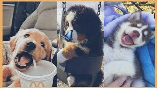 O cachorro de cada signo - Strawberry signs