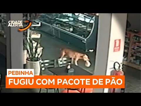 Cadelinha é flagrada furtando pacote de pão em padaria de Caturaí (GO)
