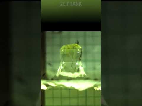 How The Water Striders Walk On Water