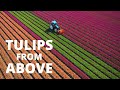 Tulips From Above Aerial View Of Beautiful Flower Fields In The Netherlands