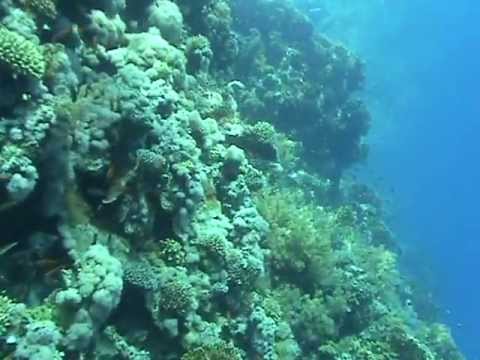 Погружение около риф Джексон (остров Тиран, Шарм-Эль-Шейх)