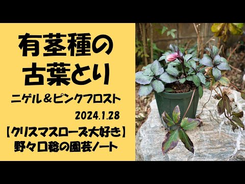 ウィンターグリーン イボタノキ 'Atrovirens' 植物