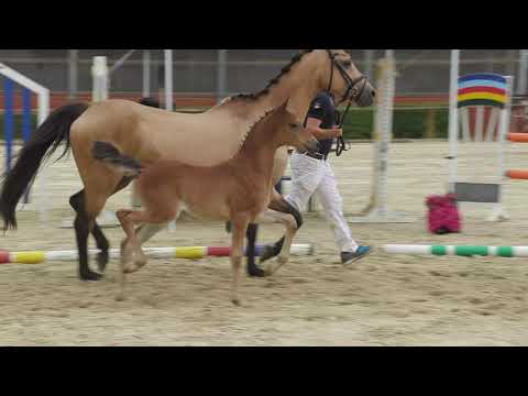 Auktionsfohlen Nr 42 SF v. A new Star I – Power and paint