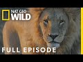Lion Uprising The King Defends His Throne Full Episode Savage Kingdom