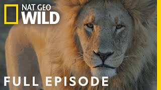 Lion Uprising: The King Defends His Throne (Full Episode) | Savage Kingdom