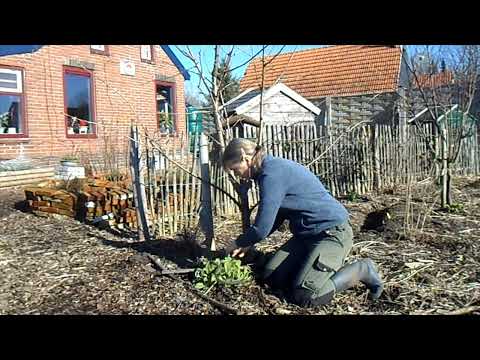 , title : 'werkzaamheden in de tuin | tuinieren | zelfvoorzienend'