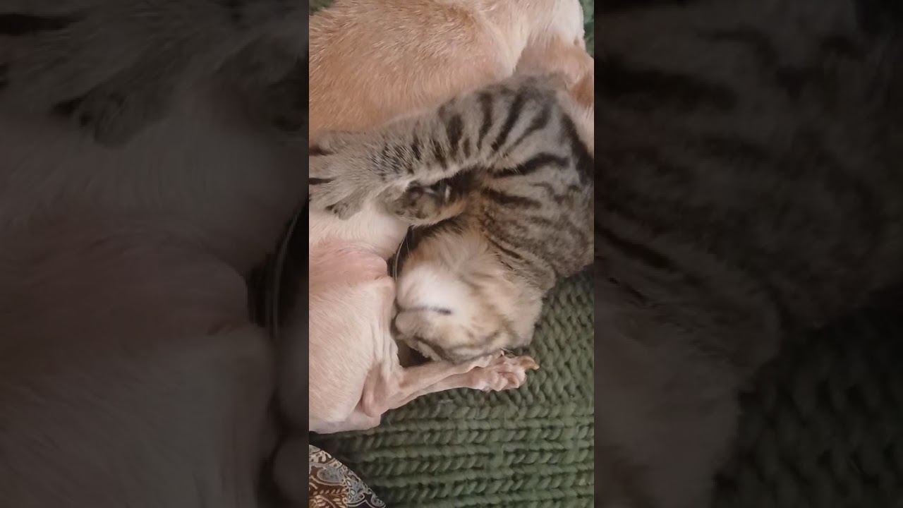 Enlarge Bilbo, a Adoptable Tabby in Colfax, CA video 4/6