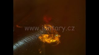 Druhohorní jantar z Myanmaru BJ-32