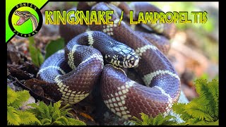 Reptile Spotlight EP1: Kingsnakes!