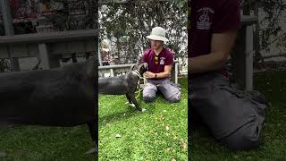 Video preview image #1 Catahoula Leopard Dog-Unknown Mix Puppy For Sale in Pasadena, CA, USA