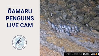 Oamaru Blue Penguin Colony