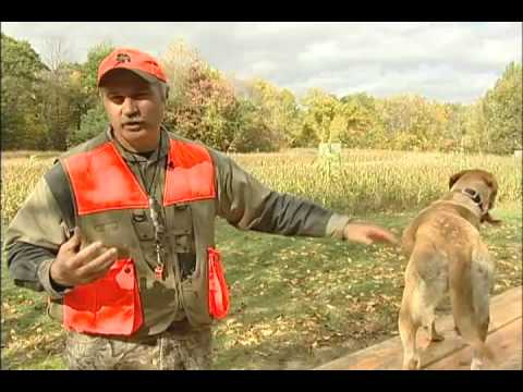 Hunting dog's health and performance