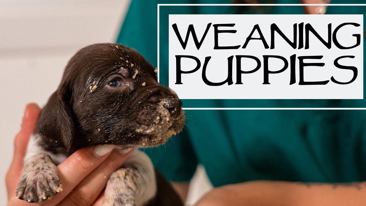 Puppy Mush For Newborn Puppies - Week 3 Check In