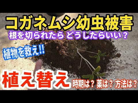 家庭菜園でコガネムシの幼虫を駆除するにはどうすればよいですか?識別および制御ソリューション  庭園