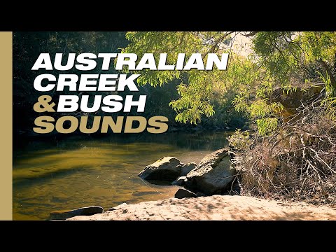 🌲 Relaxing Bush Sounds | 12 hrs Australian Forest, Creek and Birds Sounds