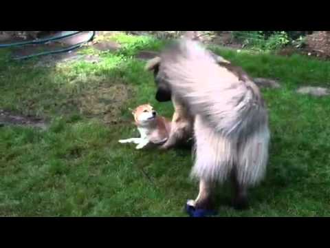 誰說大狗一定都很可怕?犬種,年紀,體型都不重要, 你是我兄弟(原發表者:gowell)(影片)