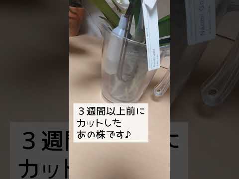 開花後に蘭の茎を切る 先端の間違い 色あせた花の剪定 庭の家
