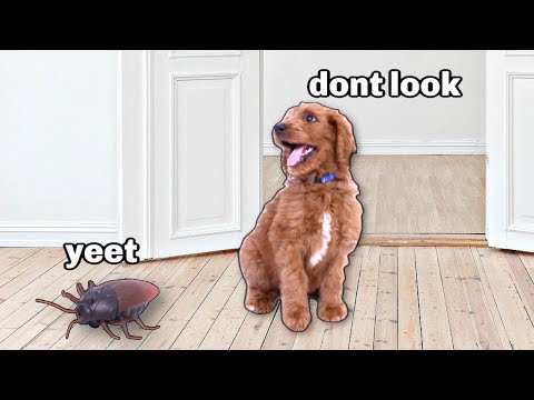 Our Dog Reacts to Giant Cockroach