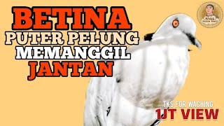 Download lagu Puter Pelung Betina Suaranya Panjang Menekan Memanggil Jantan ‼️ mp3 Download lagu Puter Pelung Betina Suaranya Panjang Menekan Memanggil Jantan ‼️ mp3