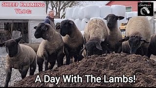 A Day With The Lambs!