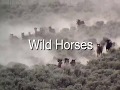 Wild Horses  on the Yakama Reservation