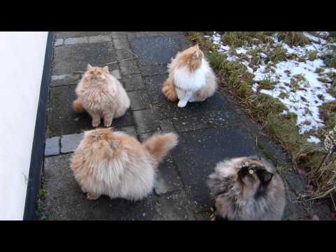 Persian cats - jump around :-)