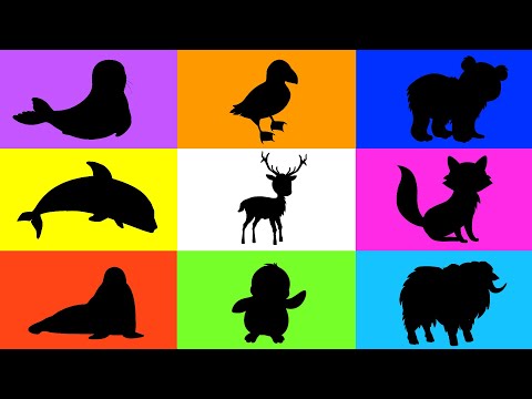 Zwierzęta dla dzieci - Arktyka i Antarktyda - Odgłosy zwierząt polarnych