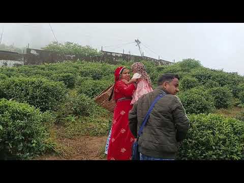 Arshi at the Tea Garden 🌱 | Darjeeling’s Green Beauty! #Darjeeling  #trending #shorts  #Nature