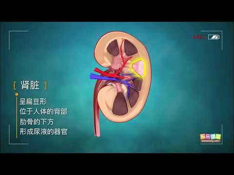 泌尿系統 常識